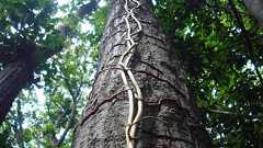 木を登るラン、キノコを食べて巨大化 佐賀大が解明:朝日新聞デジタル