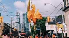 今年のカナダデーは中止?先住民問題とオレンジ色シャツのマーチ