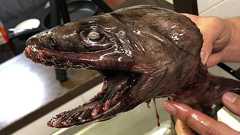 生きた化石!幻のサメ『ラブカ』を食べる