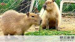 1歳のカピバラ、突然の死 貼り紙には「死因・闘争」:朝日新聞デジタル