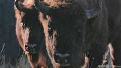 動画:絶滅から復活のバイソン、再野生化で生き返る山脈 ルーマニア