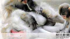 障害ある子ザルを抱いたオス、専門家も驚いた リーダーの条件とは:朝日新聞デジタル