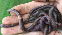 進撃のミミズ!日本産「クレイジーワーム」がアメリカの土壌を"破壊している"と判明 - ナゾロジー