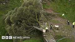 イギリスで最も有名な木を切り倒した男らに実刑判決 - BBCニュース