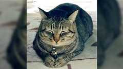 インターネット、対話で相手の考えを変えられる・コントロール出来ると思ってる人がいるけど一生無理だし時間の無駄だから猫の画像でも見てる方が有意義だよ