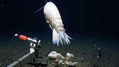 巨大なヨコエビ類「ダイダラボッチ」は世界の深海の半分以上に生息している可能性 | カラパイア