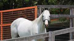 競走馬に会いに行く際、絶対に守ってほしい『牧場見学の9箇条』とは?