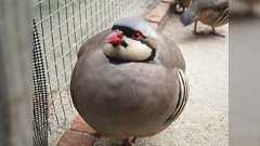 冬になるとまん丸になる鳥『イワシャコ』のフォルムが最高→もふもふで癒されたら、みんなも冬支度しようぜ