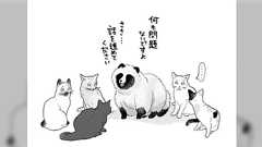 空き地に猫が数匹集まっていたので「猫会議かな〜?」と思ってみてみると、一匹はたぬきだった… 猫たちは「この丸いのなんなんだろう…」と言いたげな顔だった