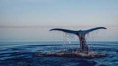 WDCS Life size whale Das grte Banner der Welt