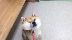 イッヌ「そっち行かないンゴ」 : 哲学ニュースnwk