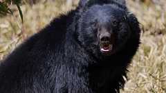 クマにかじられた「顔面」は路上に落ちていた…形成外科医が語る「熊外傷」の恐ろしさと被害の多さ「今年だけ全く状況が違う」|まいどなニュース