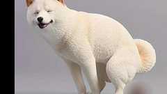 犬の”脱糞フィギュア”をおすすめ、TemuのX広告に「クソ広告」の声