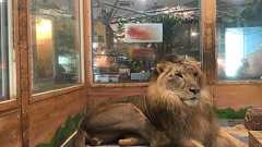 度重なる無許可飼育に行政指導。動物愛護法違反で初公判が行われた移動動物園業者の実態 | ハーバービジネスオンライン