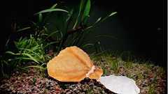 モチギンチャクの脱皮、国内で初確認 沖縄