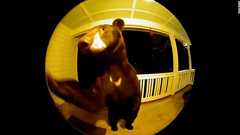 クマが玄関先でドアベル鳴らす?、民家のカメラに映る 米サウスカロライナ州