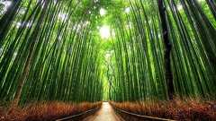 韓国人「死ぬまでに一度は行きたい世界の並木トンネル10選」 : カイカイ反応通信