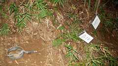 【独自】危険な違法わな、市原の山林に複数 標識なく重大事故の危険 挟まれたハンターも【動画あり】