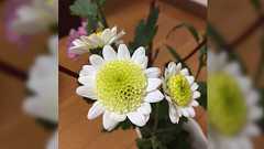 #真田丸 第四十九回 生きたいように生きるがいい「前夜」ついに大坂夏の陣 道明寺の戦い。みんなの感想+補足TLまとめ