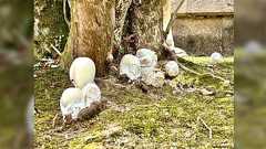 奈良の春日大社に生えたこのキノコ、翌朝確認したらありえないほど大きくなっていて驚愕「!?」「デッッッカ!!」