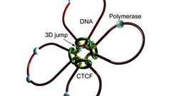 東大、真核生物における遺伝子の転写過程の数理モデルを構築することに成功