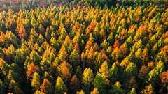 砂漠化を防ぐ780億本の植林が逆に水不足を招く皮肉な結果に。その理由とは? | カラパイア