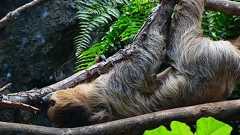 ナマケモノ、「ヤレバデキルモノ」に改名提案 日本ナマケモノ学会