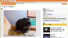 「ニフニフ」「グフフ」が示す、ニフティの危機感と変化