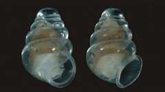 洞窟の最深部で発見された透明な殻を持つカタツムリ(クロアチア) | カラパイア