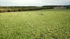 放牧中の牛さんたちがドローンに起こされのんびり牛舎に戻る様子がめっちゃ面白い「ドローンにはこういう使い方もあるのか!」