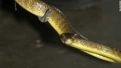 「毒入りネズミ」空から2000匹散布へ、外来種ヘビ駆除で グアム