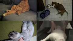 ダラダラした日常を送るネコたちのムービー