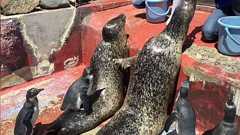 バランスを取るのが楽しい!? トレーニング中のアザラシの背中に乗るペンギンがかわいすぎる!