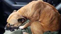 車を停車させゴミ捨てから戻ると、ガリガリに痩せた犬が助手席に座っていた。ここから始まる犬の物語(アメリカ) | カラパイア