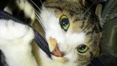 ブログ内記事で取りあげたソフト・ファイルのDL情報 『ことば・その周辺』