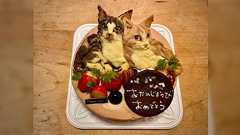 ケーキ屋に飼い猫のオーダーケーキを注文したら再現度が高すぎて驚き、これは食べるの躊躇するレベル