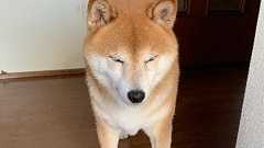 MMT太郎🐶日・米など先進国の自国通貨建て国債のデフォルトは考えられない。 on Twitter: "#アベプラ 安部さん 「つまるところ、格差を許容しないといけない。出てきた格差をもっとスッゲェ儲かる企業たちが更に再投資をしてもっと儲かるようにしていく。それによって余剰分が生まれていく。その生まれた余剰分が再分配の原資になって… https://t.co/IqHDz6S9ho"