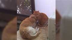 かあさん(@ higemarunyanko)さんちの飼い犬の松ちゃんと猫のはっぱちゃんのお話