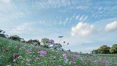 今月末にかけて見頃を迎える、昭和記念公園のコスモス畑を見てきました - I AM A DOG