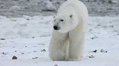 南極もシロクマも異常なし 温暖化ホラー話の大嘘 まやかしの世界規模キャンペーン「地球温暖化問題」(後編) | JBpress (ジェイビープレス)