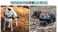 犬は「地磁気」を感知して家に帰ることができると判明 - ナゾロジー