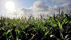 害虫抵抗性作物への耐性持つ害虫が増加、研究