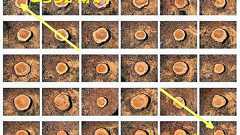 この切り株のどちらが南の方角でしょうか? 夏休みの自由研究ネタに