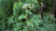 【注意喚起】北海道大学構内に世界一危険な毒草とみられる植物の定着が確認される「剪定には専門家が完全装備で臨む」