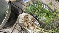 【愛知県】自然サークル 名古屋野草を食べようサークル | 愛知県で 自然 アウトドアの活動中メンバー募集中 | 自然 アウトドア | 【掲載サークル数No.1(58,345サークル)】社会人の趣味活・友達作り | つなげーと