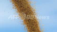 日本製豆乳で集団訴訟、日本企業2社も対象に 豪