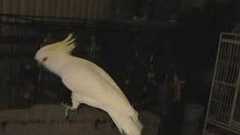 Snowball (TM) - Our Dancing Cockatoo