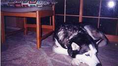 日本の保守メディアによる‘セカンド・レイプ’ | 薫のハムニダ日記