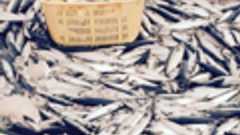 加工処理しきれない大量のサバを漁獲してしまう日本 資源管理も地方創生の機会も台無しに