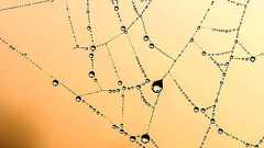 ものすごい鼻くそが取れたから、クモの巣に置いたらすげー勢いで、クモが来て巣から外されて傷ついたんだけど : ゴールデンタイムズ